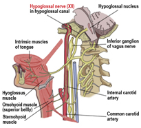 hypoglossalnerverd.jpg